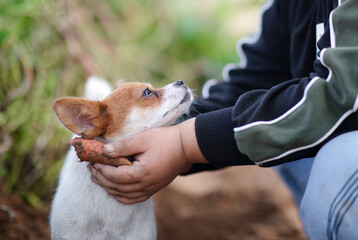 The child's hands held the cute dog