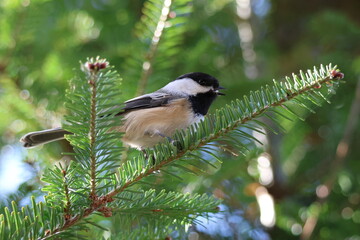 November 3, 2024 - Graves Island, Aspotogan