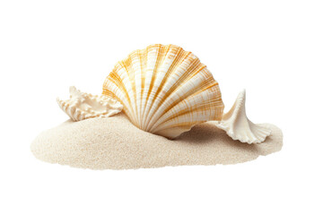 Fototapeta na wymiar Beach sand with the shell