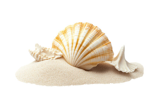 Beach sand with the shell