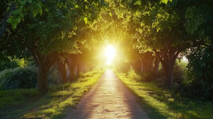 Obraz premium A tree-lined path with sunlight breaking through at the end, representing strategic business goals.