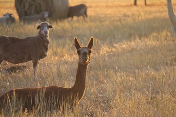 Alpaca and Sheep on the lookout at sunset