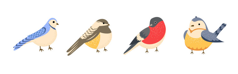 Set of winter and autumn birds. Blue Jay, Black-capped Chickadee, Bullfinch, Blue tit. Vector illustration