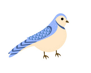 Blue Jay. Winter and autumn bird. Vector illustration