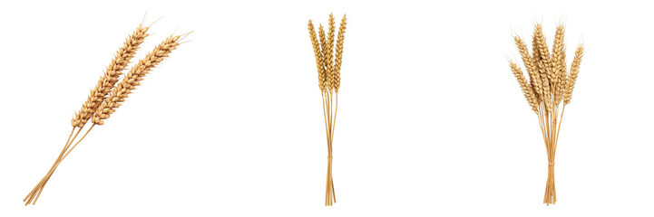 Fototapeta premium Golden Wheat Stalks A Symbol of Abundance and Agriculture in Nature's Bounty