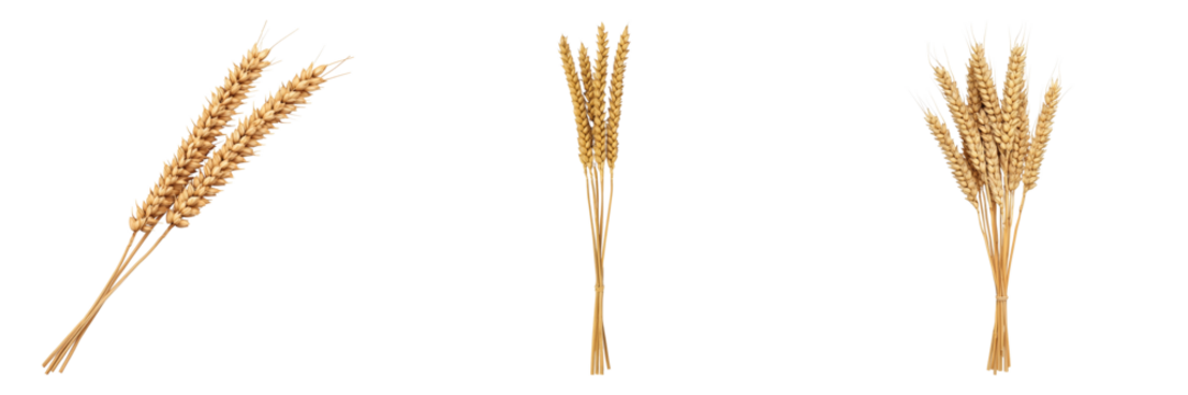 Golden Wheat Stalks A Symbol of Abundance and Agriculture in Nature's Bounty