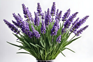 Fototapeta premium lavender flowers isolated on white background, bunch of lavender, bouquet of lilac