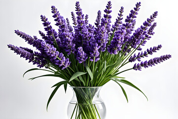 Fototapeta premium lavender flowers isolated on white background, bunch of lavender, bouquet of lilac