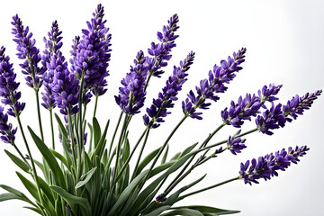 Naklejka premium lavender flowers isolated on white background, bunch of lavender, bouquet of lilac