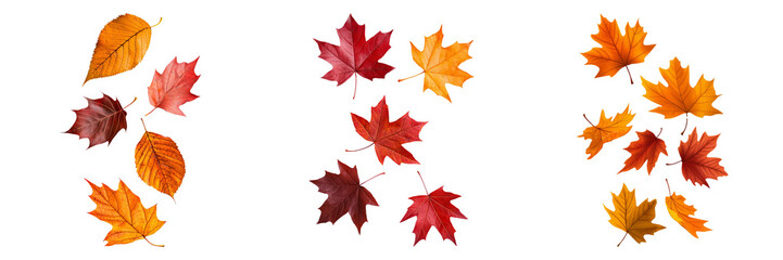 Vibrant Autumn Leaves Collection on a Dark Background Showcasing Nature's Palette of Colors and Textures