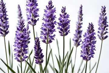 Naklejka premium lavender flowers isolated on white background, bunch of lavender, bouquet of lilac