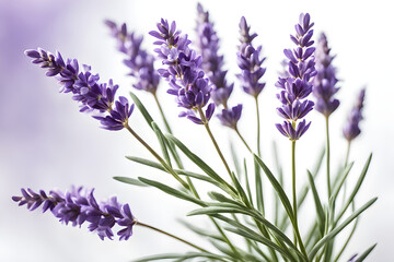 Naklejka premium lavender flowers isolated on white background, bunch of lavender, bouquet of lilac
