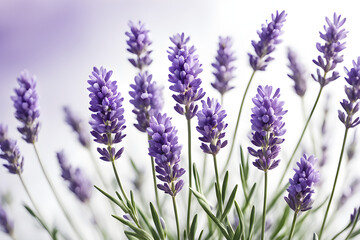 Naklejka premium lavender flowers isolated on white background, bunch of lavender, bouquet of lilac