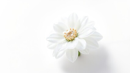 Fototapeta premium A mesmerizing pearlescent daisie shining on a pure white background, gentle, colorful