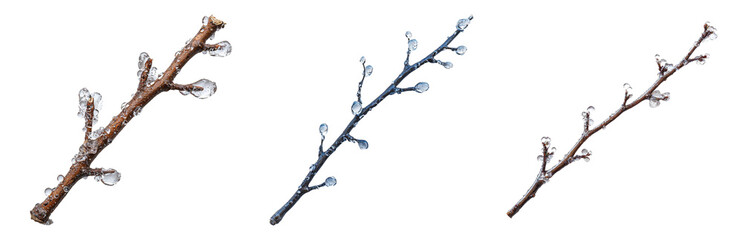 PNG Delicate Twigs with Buds on a Transparent Background. Isolated on transparent background