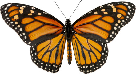 Fototapeta premium Monarch butterfly with open wings on transparent background, nature and wildlife concept