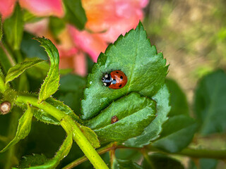 ladybug on a leaf