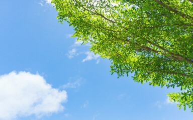 Tree branch with green leaves against a blue sky.