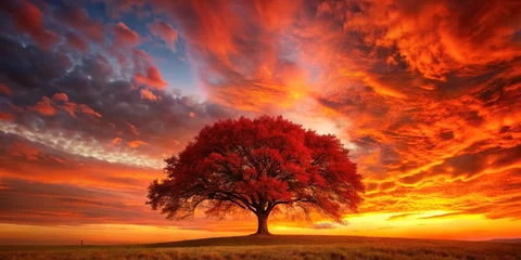 Tableau sur plexiglas  Wide-angle shot of a majestic red tree against a fiery sunset sky  © Latsamee