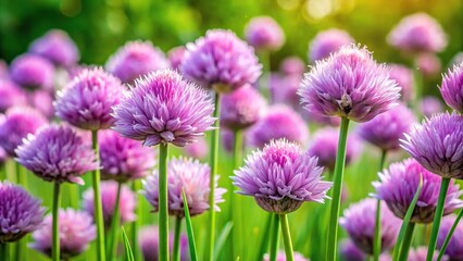 Fototapeta premium Wide-angle shot of Chives Allium schoenoprasum with vibrant purple flowers