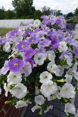 Tiny little things, but they're beautiful they have an aura of a galaxy