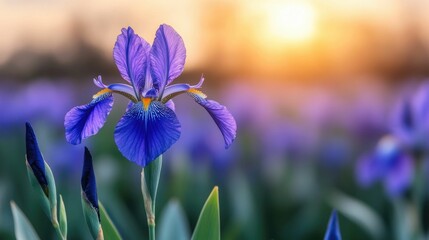 Captivating image of bright purple irises standing tall in a serene garden their delicate petals catching the warm sunlight and creating a dreamlike ethereal atmosphere with a deep depth of field