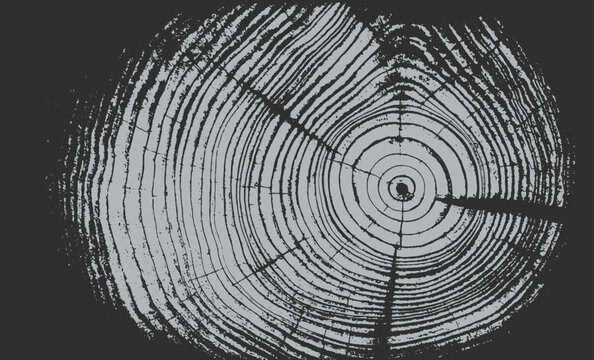 Circular detail of tree rings pattern cut wood texture. Ring pattern from a felled tree wood slab.