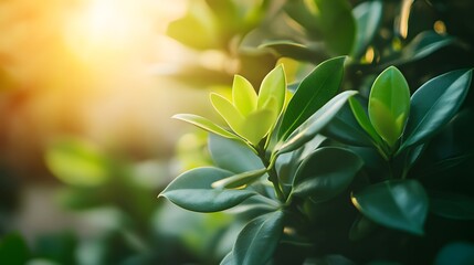 Obraz premium Close-up of vibrant green leaves with sunlight filtering through, creating a warm glow.