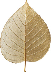 Obraz premium Golden skeleton leaf on transparent background, nature and elegance concept