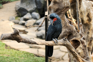Portrait of Black Palm Cockatoo Sitting on Tree Branch at The Zoo