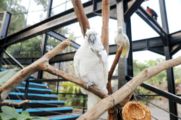 Two Cockatoos Sitting On Tree Branch in Big Bird Aviary