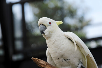 Close Up Low Angle of Cockatoo Stand On Tree Branch Over Blurred Background