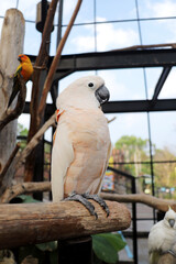 Portrait of White Parrot Stand on Tree Branch at Zoo Against Big Bird Cage Background