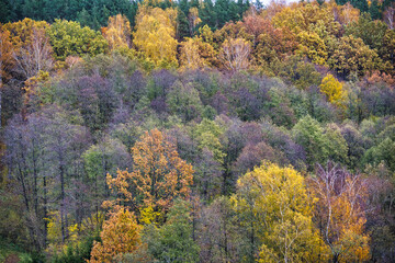 Fototapeta premium Beautiful Autumn Forest With Vibrant Fall Colors in Nature