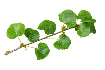Fototapeta premium Green Leaf Branch Isolated PNG object