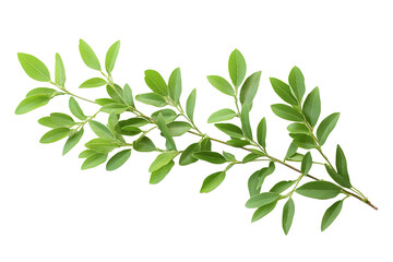 Obraz premium Green Leaf Branch Isolated PNG object