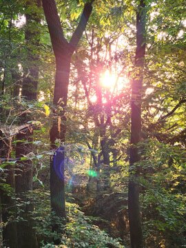 Sunlight shine trough trees in forest