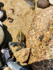 ligia italica. close up of a sea flea or sand hopper (Talitrus saltator) on the sea sand background