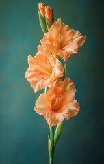 Fototapeta premium Elegant Orange Gladiolus Flower Close-Up Photograph