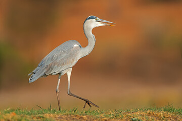 A grey heron (Ardea cinerea) in natural habitat, Chobe National Park, Botswana.