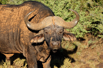 Obraz premium Portrait of an African or Cape buffalo (Syncerus caffer), Mokala National Park, South Africa.