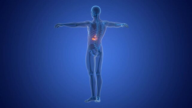 Human Internal Ogans Pancreas with Gallbladder Anatomy Animation Concept