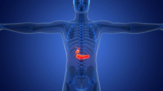 Human Internal Ogans Pancreas with Gallbladder Anatomy Animation Concept