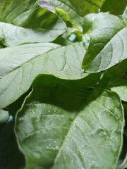 Green spinach vegetable ready to cook