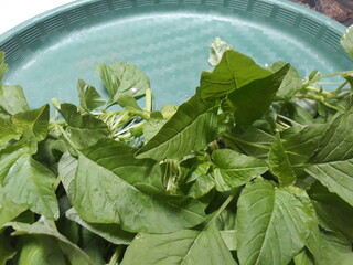 Green spinach vegetable ready to cook
