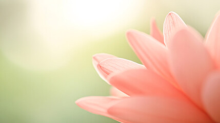 Fototapeta premium An outdoor macro image focuses on the delicate petals of a wildflower, capturing subtle color gradients and minute textures. Each petal displays intricate lines and natural imperfections, bathed in