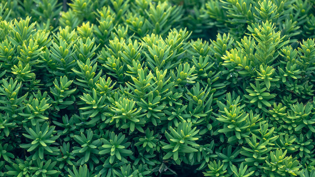 Vibrant close-up of Japanese yew shrub plant with lush green foliage &ndash; perfect for garden design, landscaping, and botanical themes.