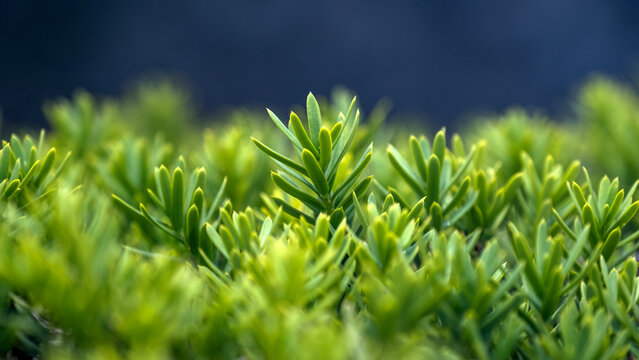 Vibrant close-up of Japanese yew shrub plant with lush green foliage &ndash; perfect for garden design, landscaping, and botanical themes.