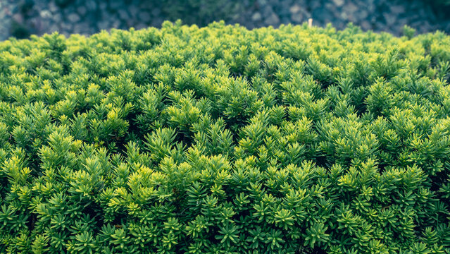 Vibrant close-up of Japanese yew shrub plant with lush green foliage &ndash; perfect for garden design, landscaping, and botanical themes.