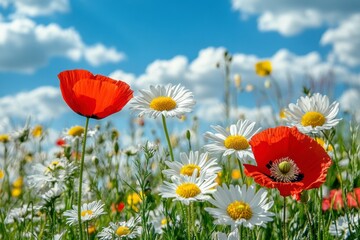 Obraz premium Beautiful summer fields with blooming poppies and green grass, calm atmosphere, sunny day